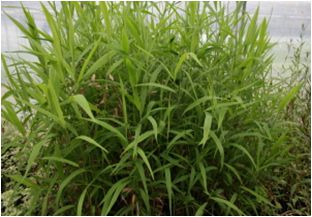 넓적보리사초(사초과)